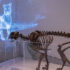 Canadian Museum of Nature unveils ice age augmented reality exhibit